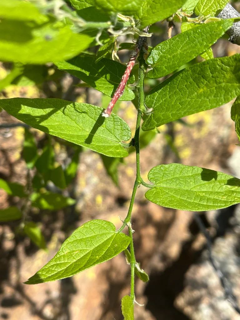 Celtis Reticulata