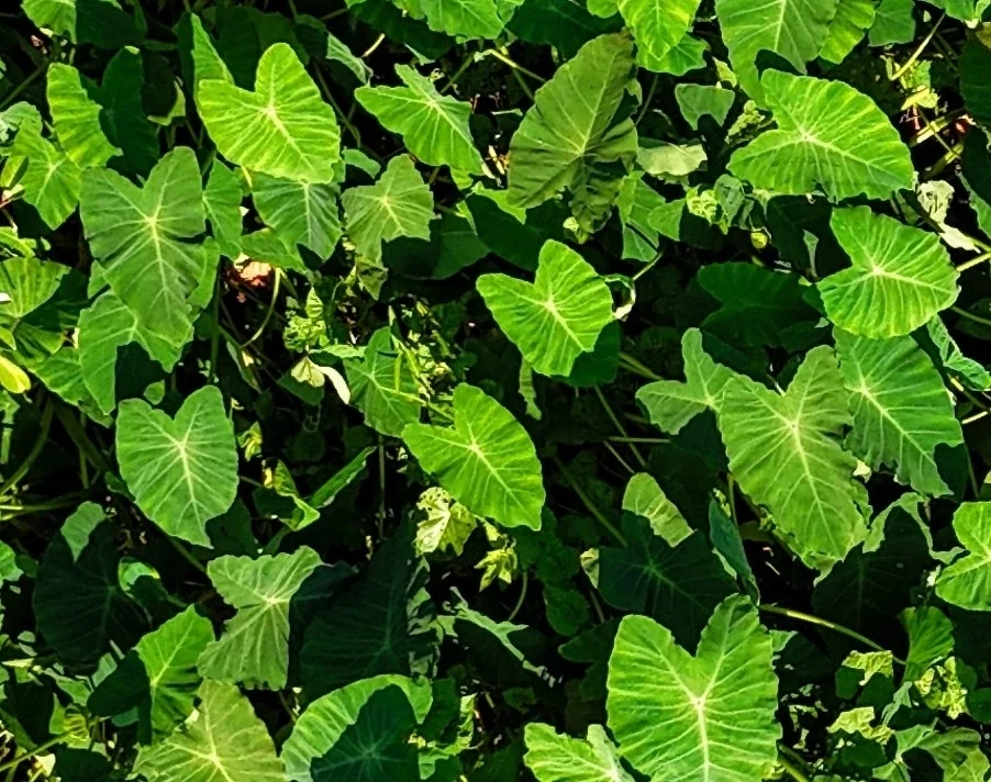 Colocasia esculenta