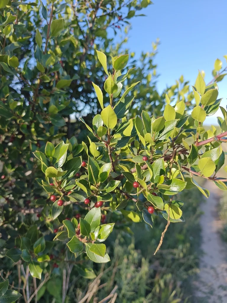 Rhamnus Alaternus