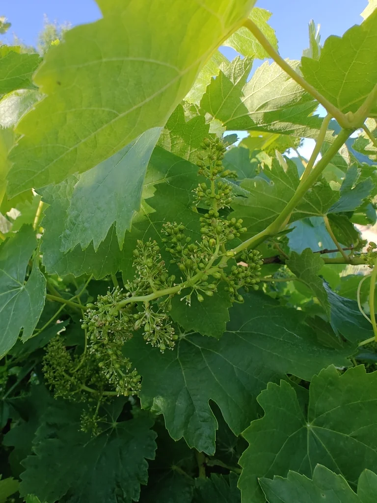 Vitis Vinifera