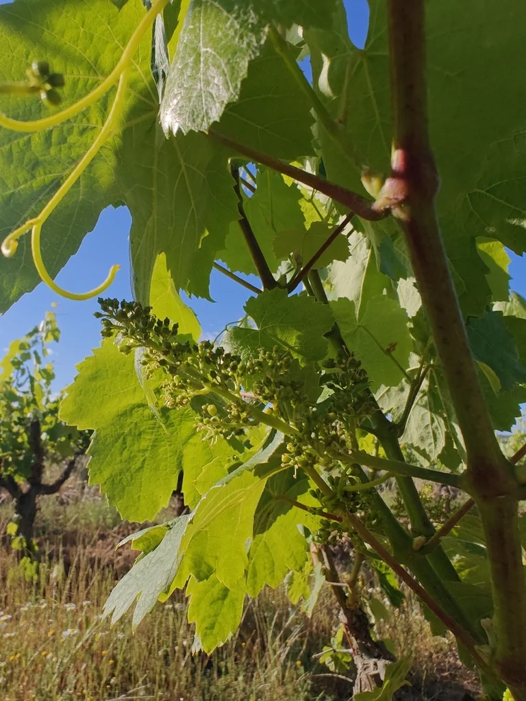 Vitis Vinifera