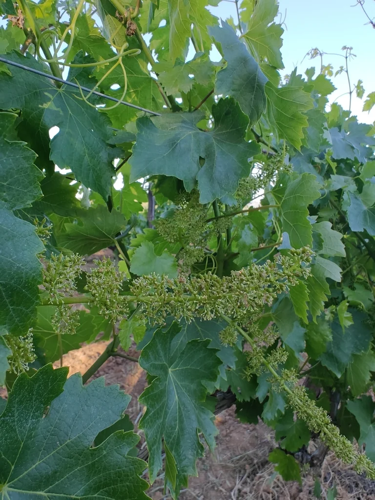 Vitis Vinifera