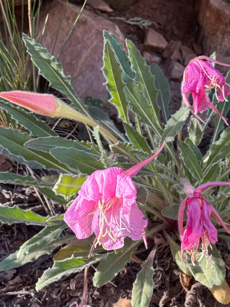 Oenothera Caespitosa