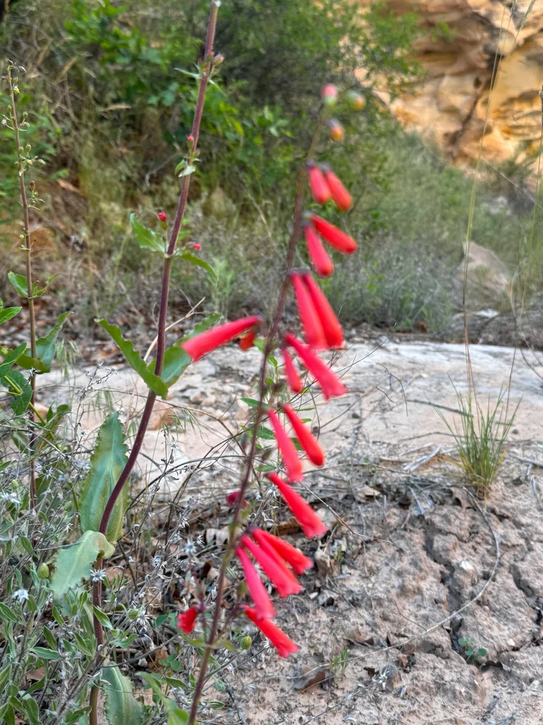 Penstemon Eatonii