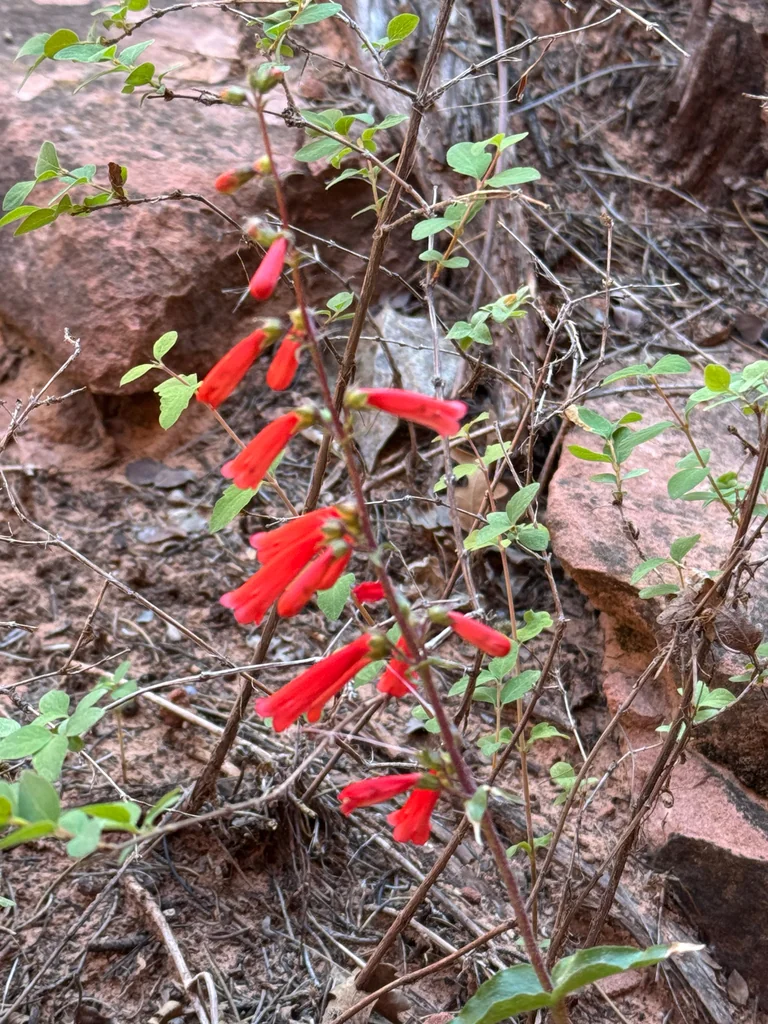 Penstemon Eatonii