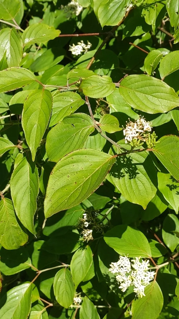 Cornus Amomum