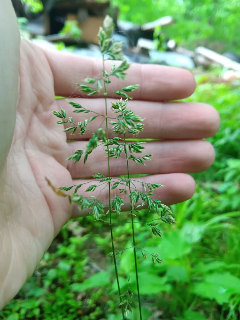 Poa Pratensis