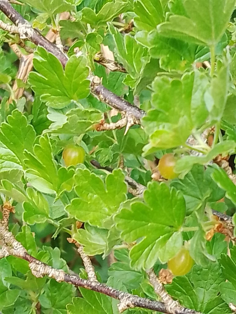 Ribes Uva-Crispa