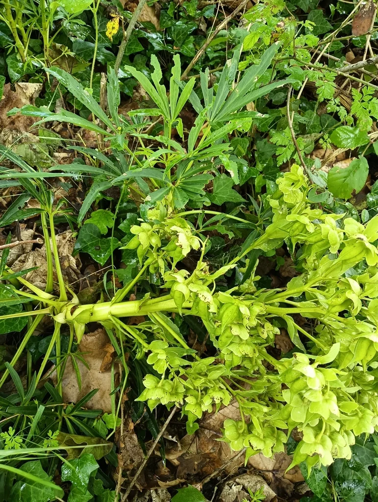 Helleborus Foetidus
