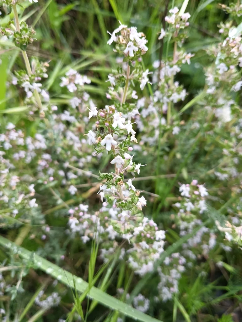 Thymus Vulgaris