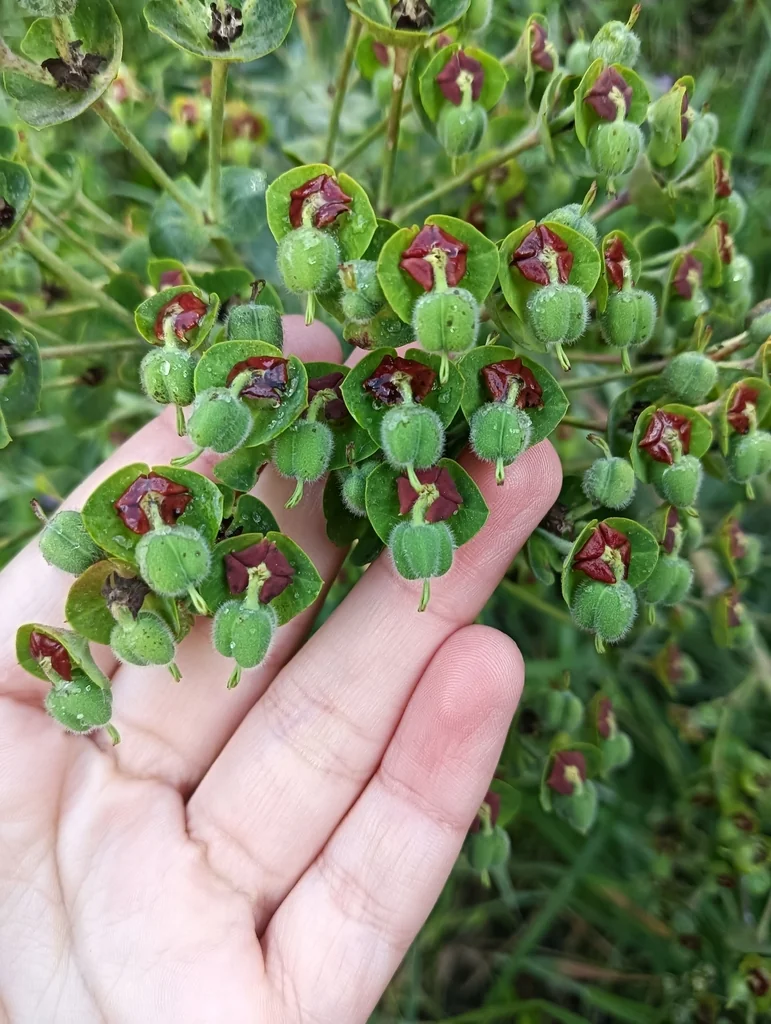 Euphorbia Characias