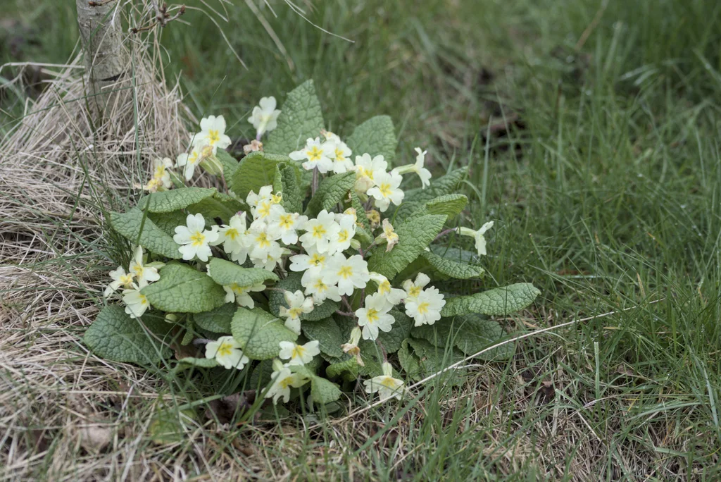 Primula vulgaris