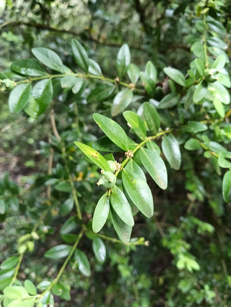 Buxus sempervirens