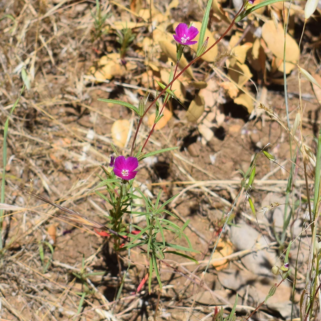 Clarkia Purpurea