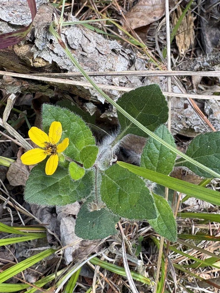 Chrysogonum Virginianum
