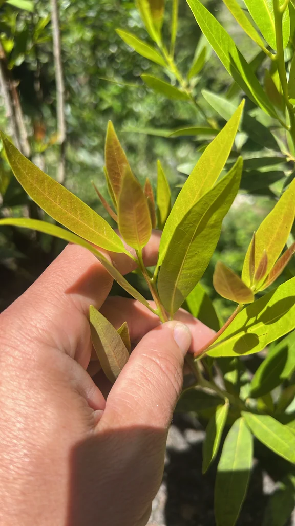Umbellularia Californica