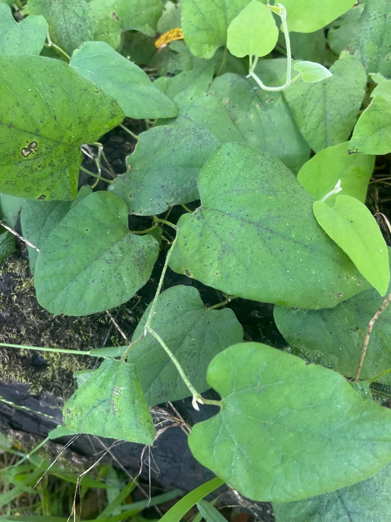 Aristolochia Californica