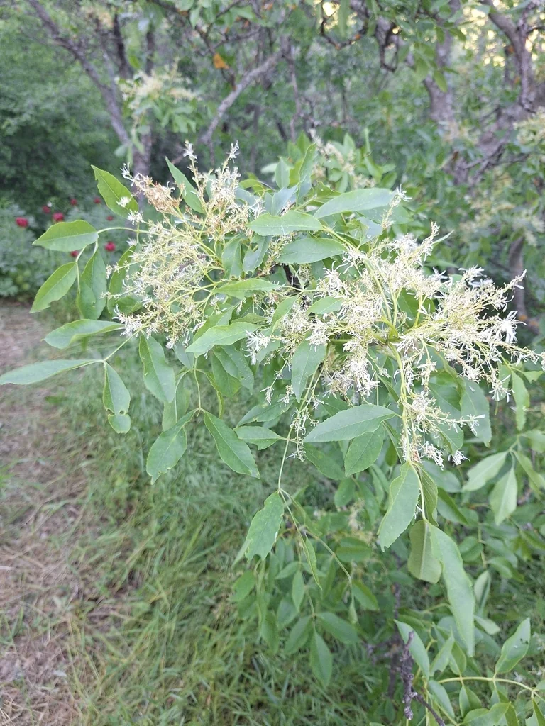 Fraxinus Ornus