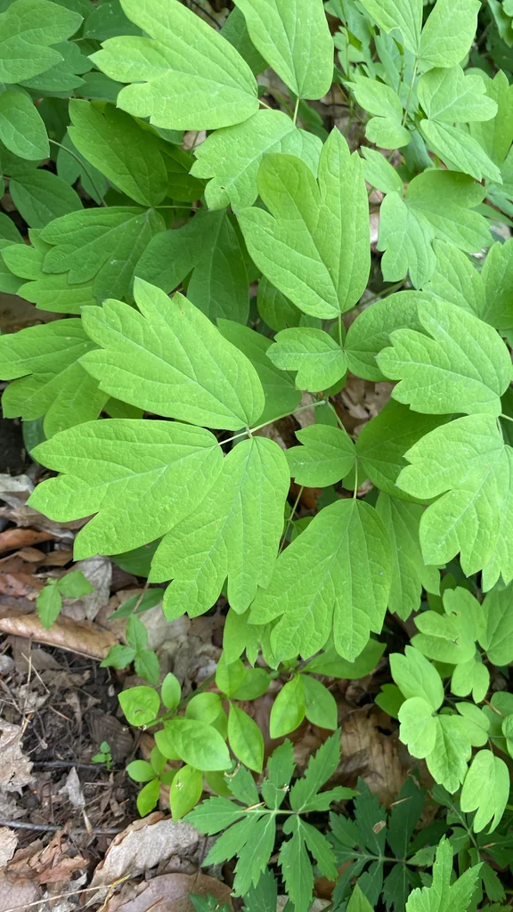 Caulophyllum Thalictroides