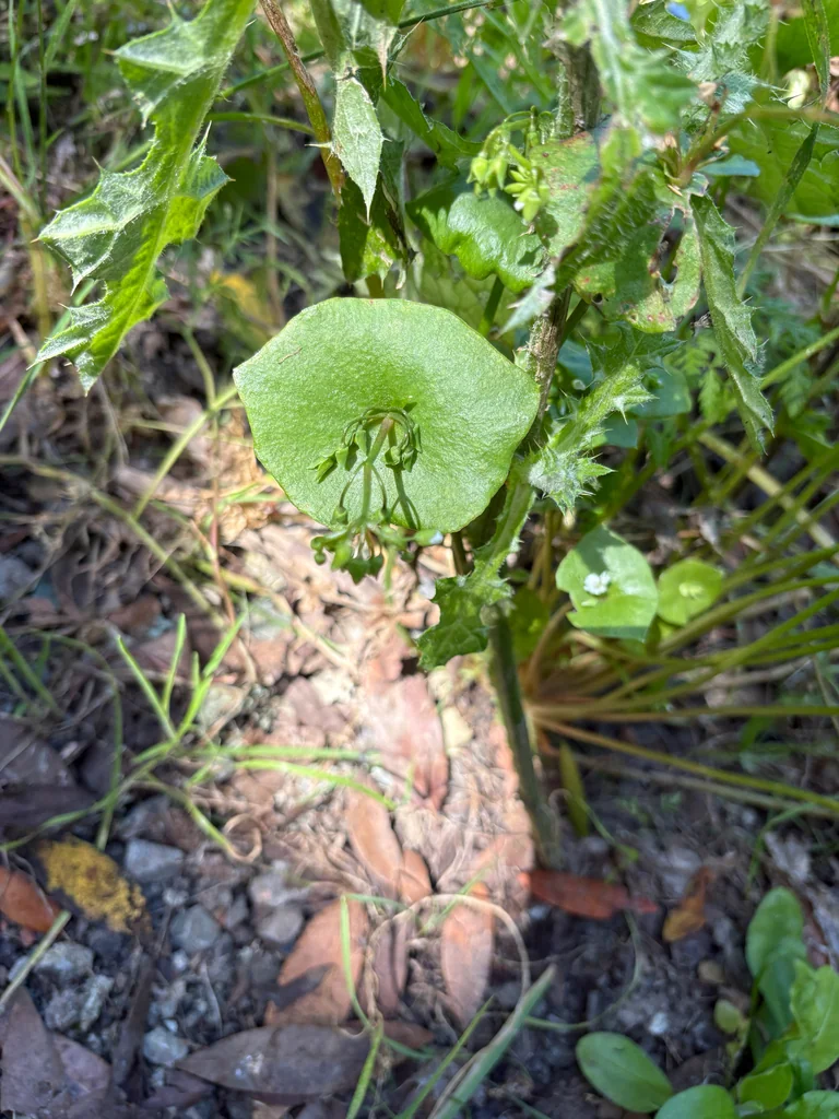 Claytonia Perfoliata