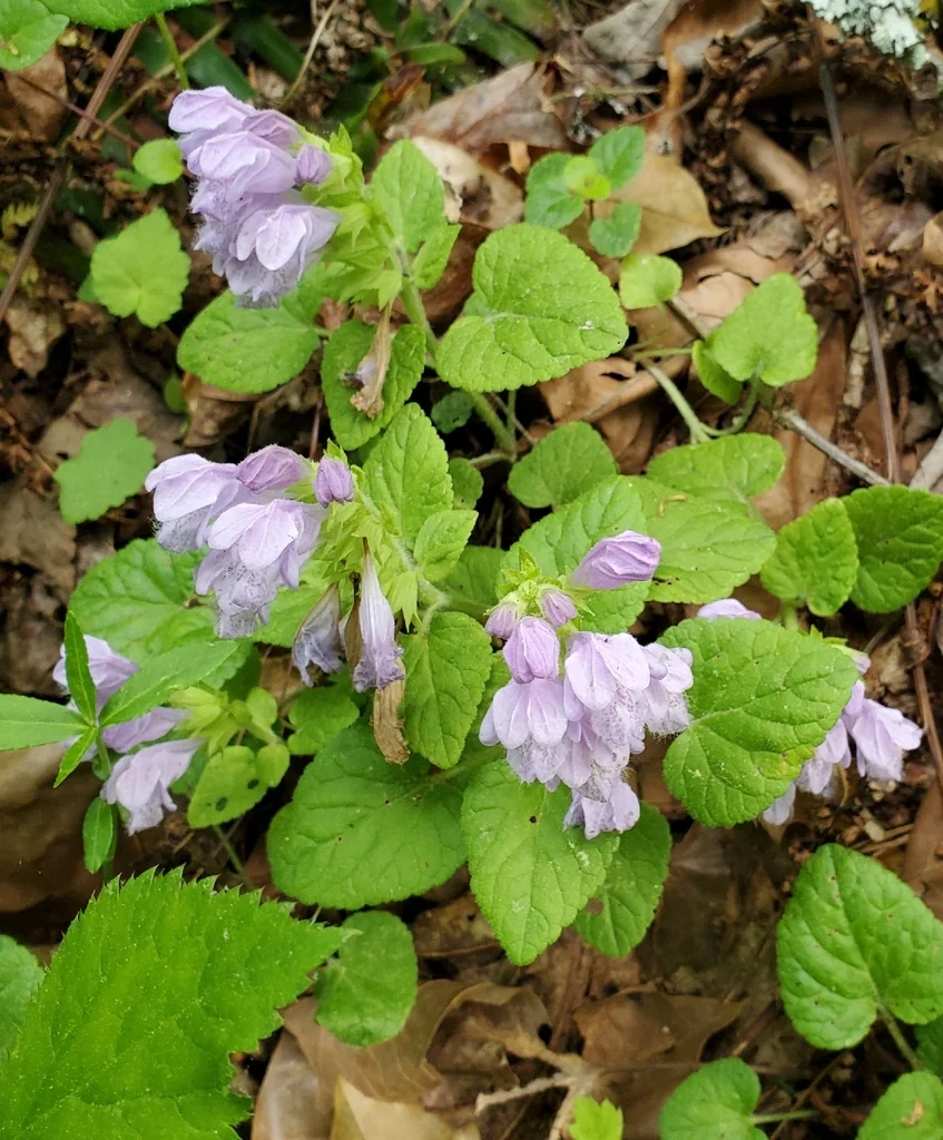 Meehania Cordata