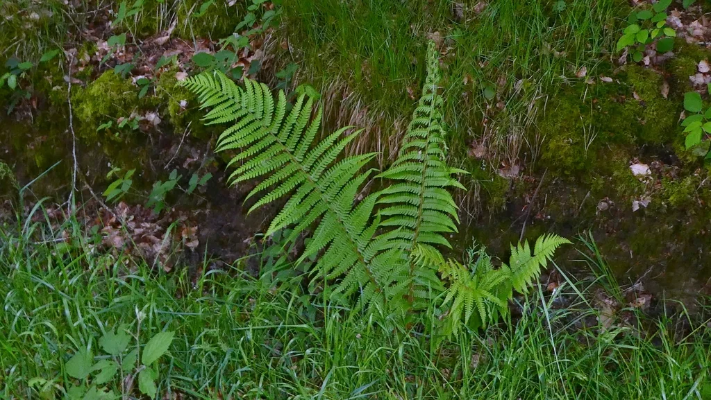 Dryopteris Affinis