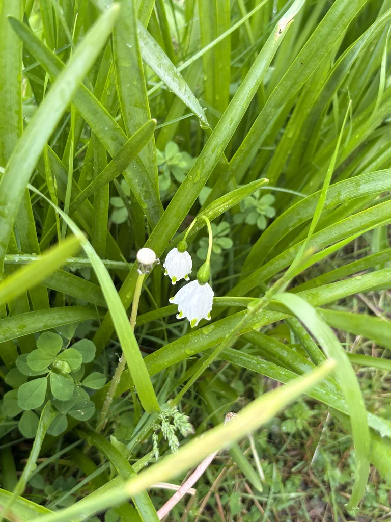 Leucojum Aestivum