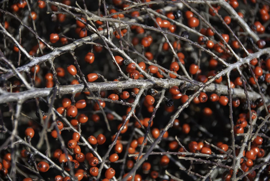 Cotoneaster Horizontalis