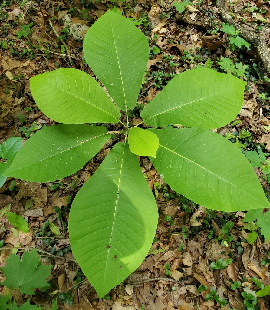 Magnolia Macrophylla