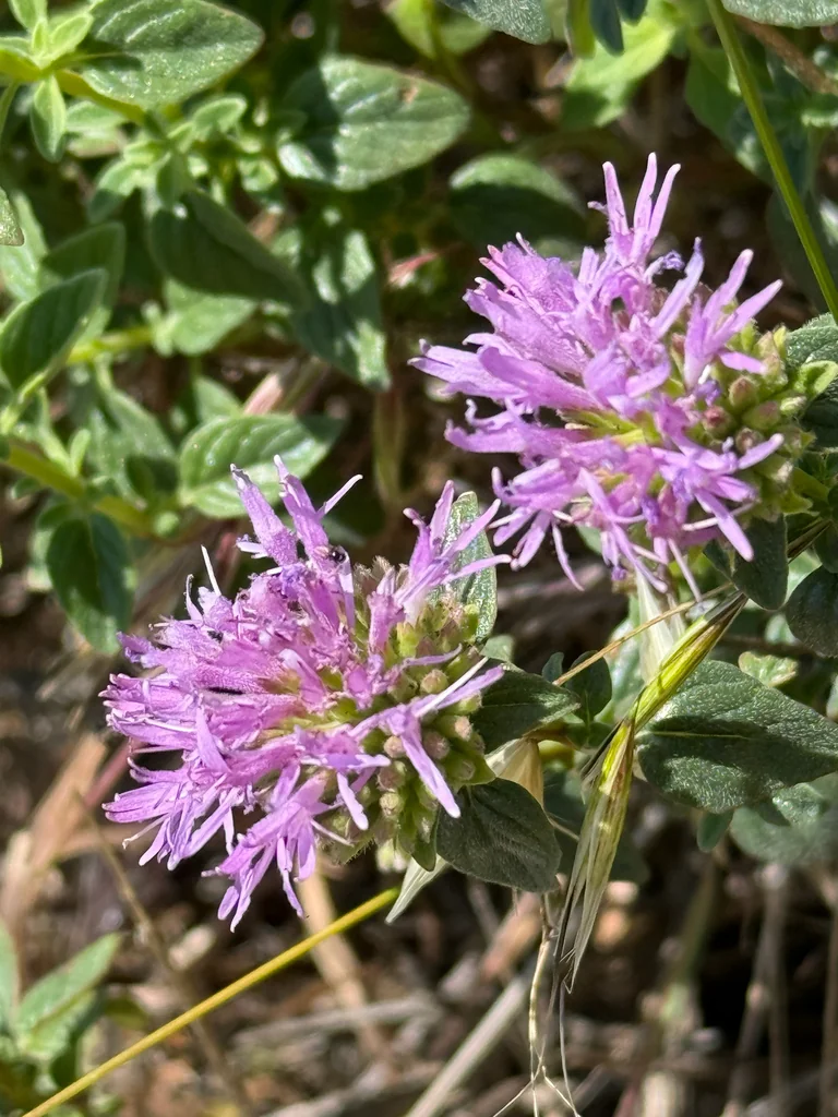 Monardella Villosa