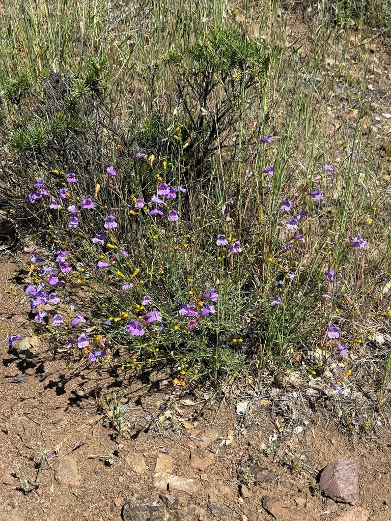 Penstemon Heterophyllus