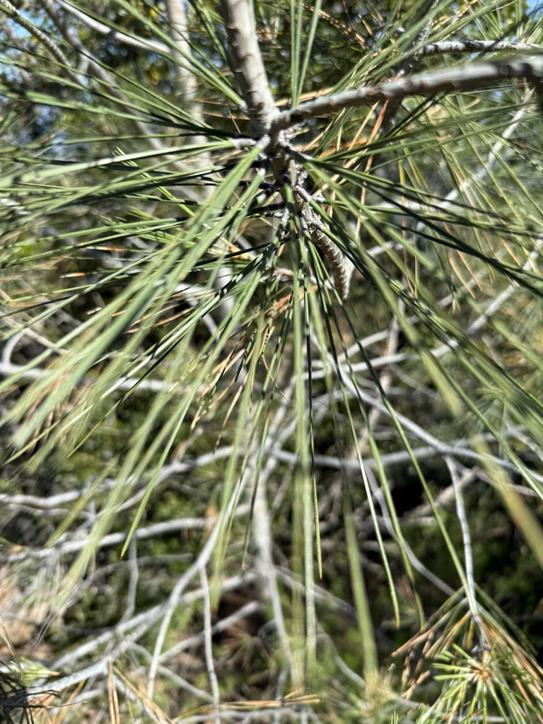 Pinus Sabiniana