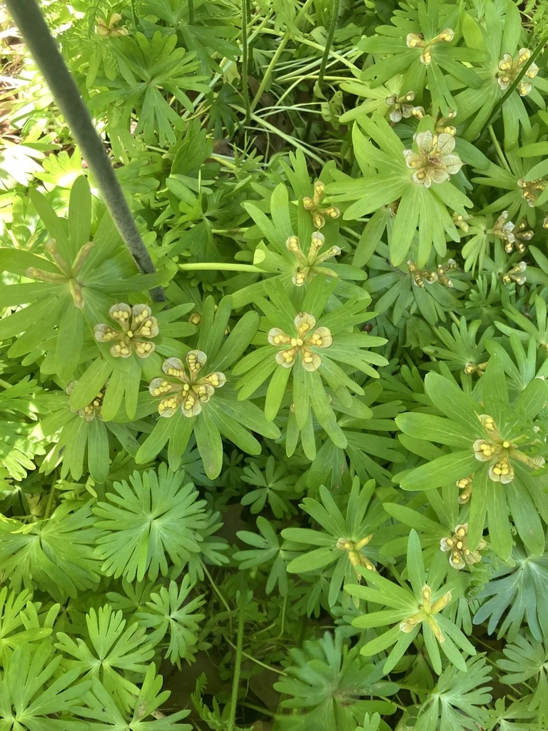 Eranthis Hyemalis