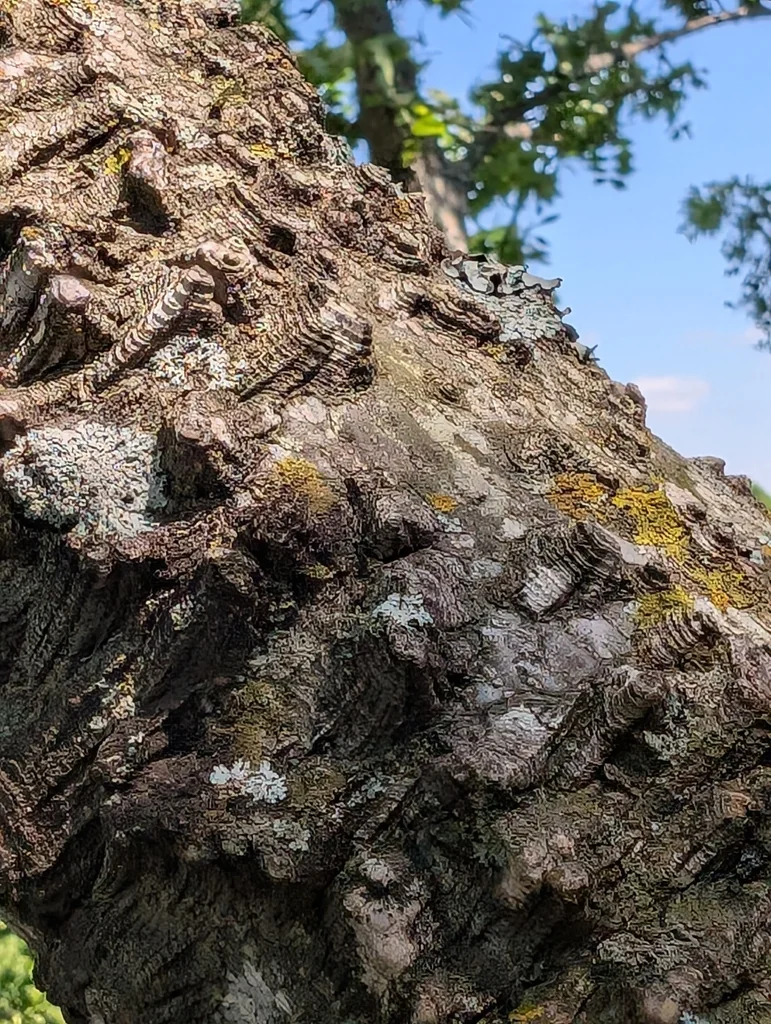 Zanthoxylum Clava-Herculis