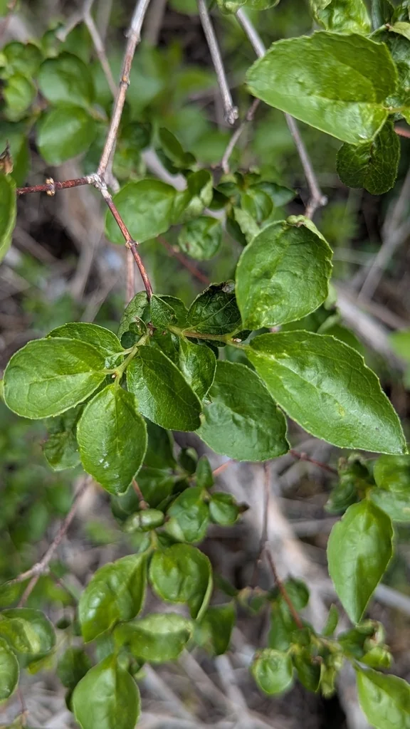 Philadelphus Lewisii
