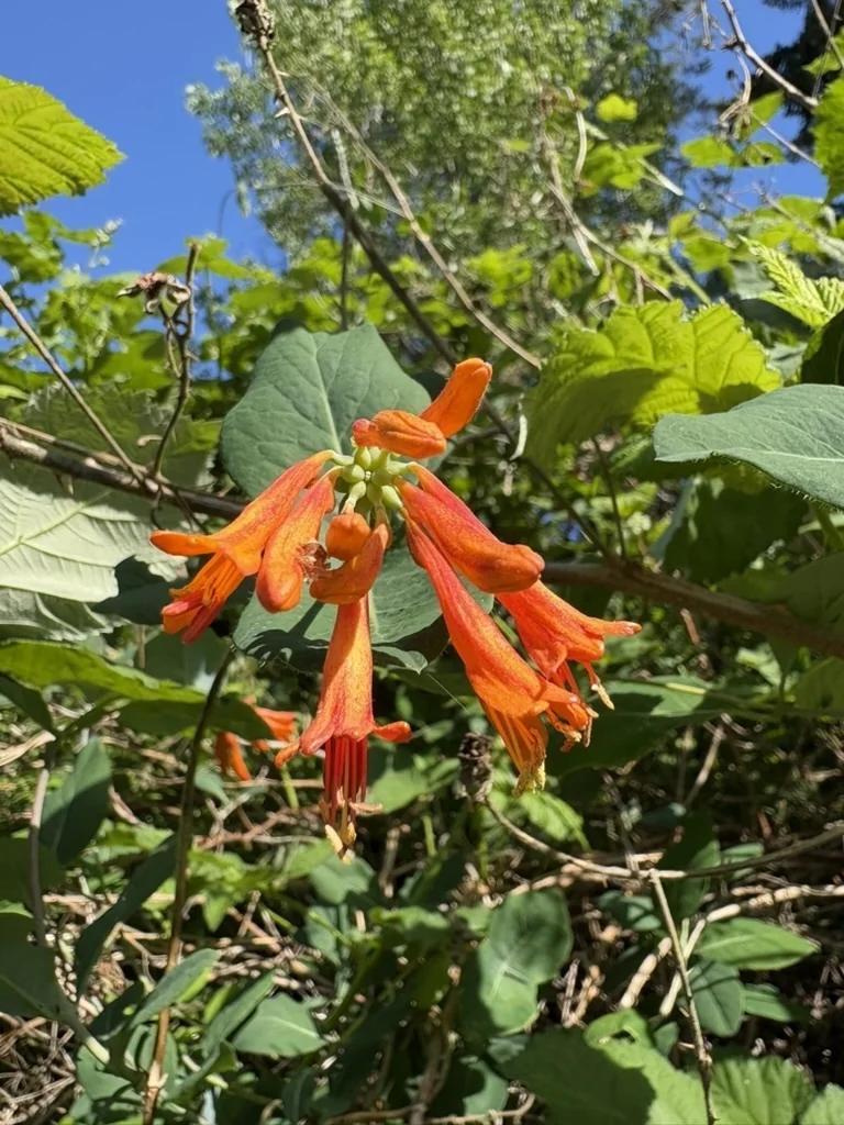Lonicera Ciliosa