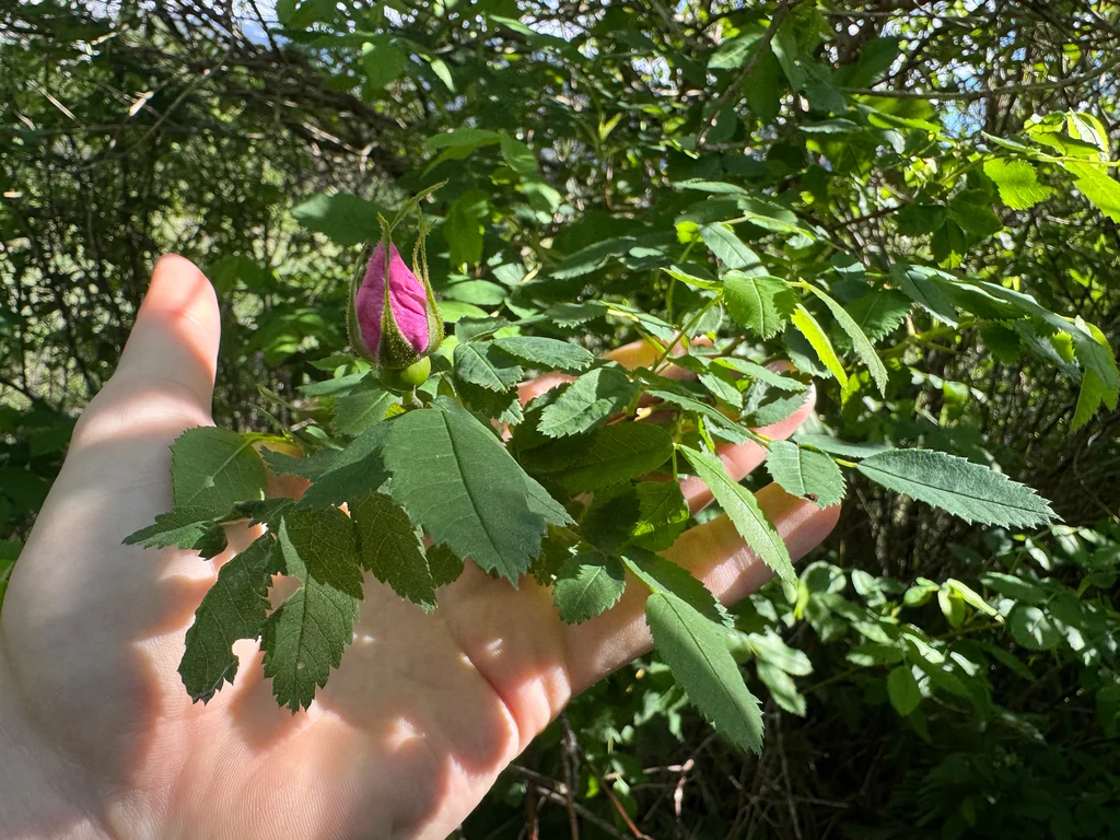 Rosa Nutkana