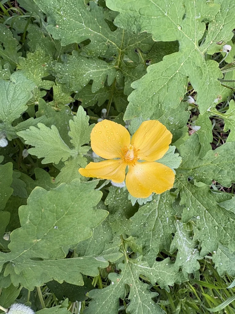 Stylophorum Diphyllum