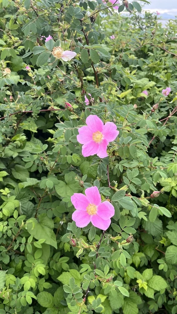 Rosa Nutkana