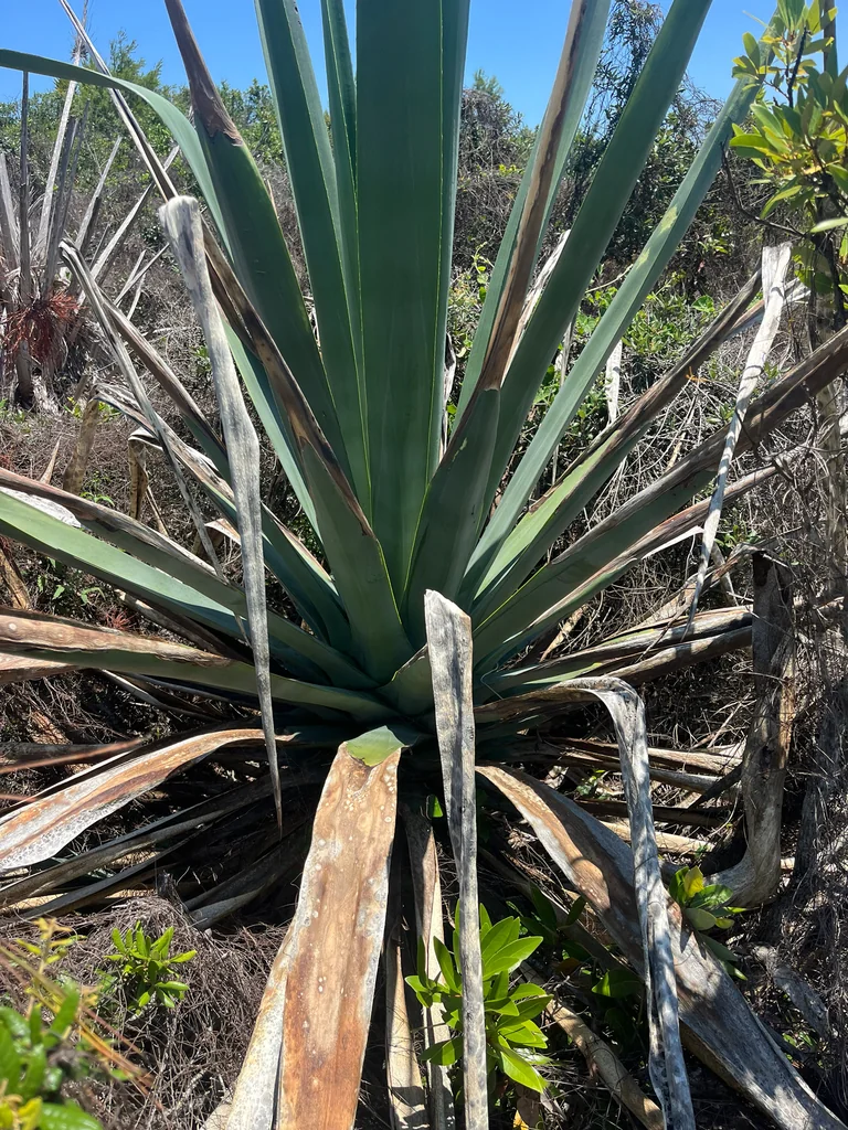 Agave Sisalana