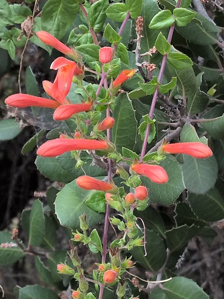 Keckiella Cordifolia