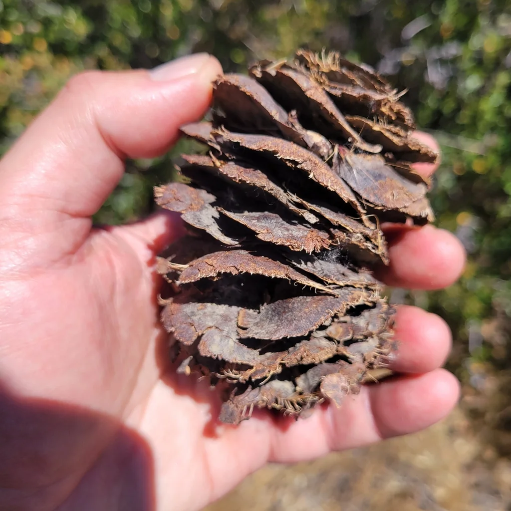 Pseudotsuga Macrocarpa