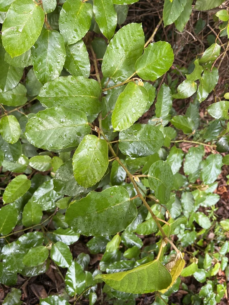 Cissus Antarctica