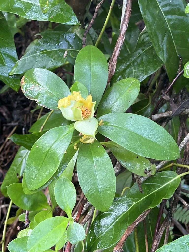 Hibbertia Scandens