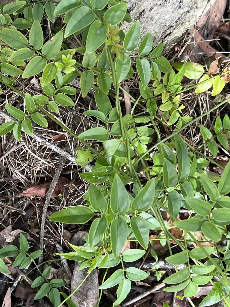 Jasminum Polyanthum