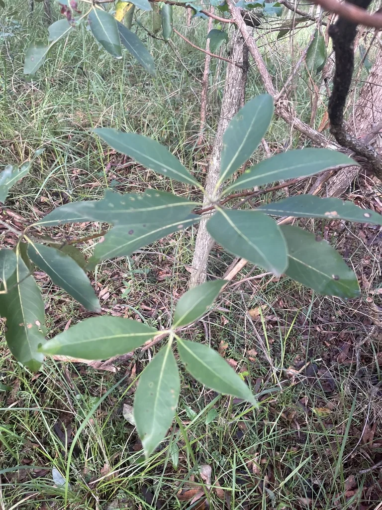 Lophostemon Confertus