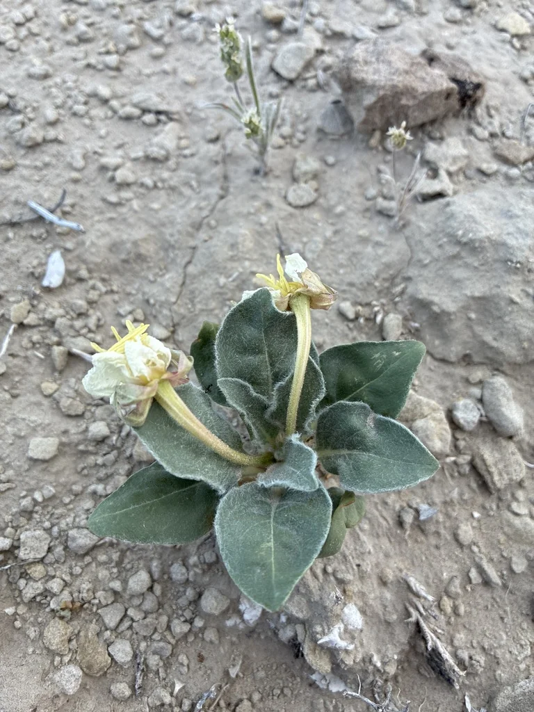 Oenothera Caespitosa