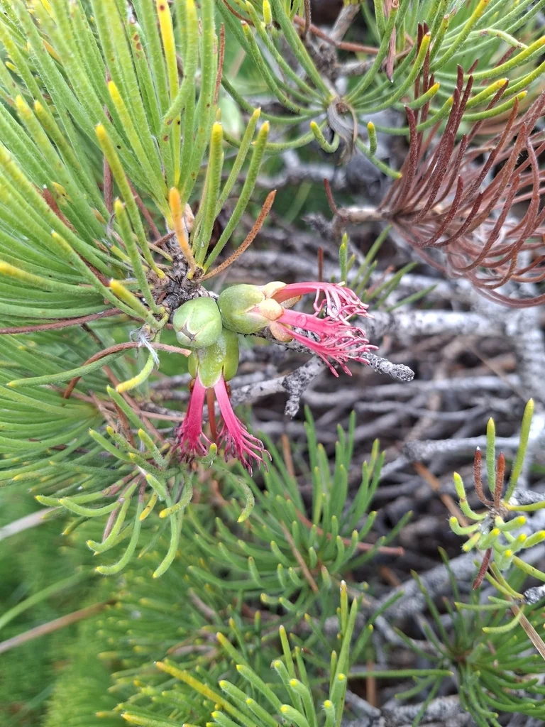 Calothamnus Graniticus