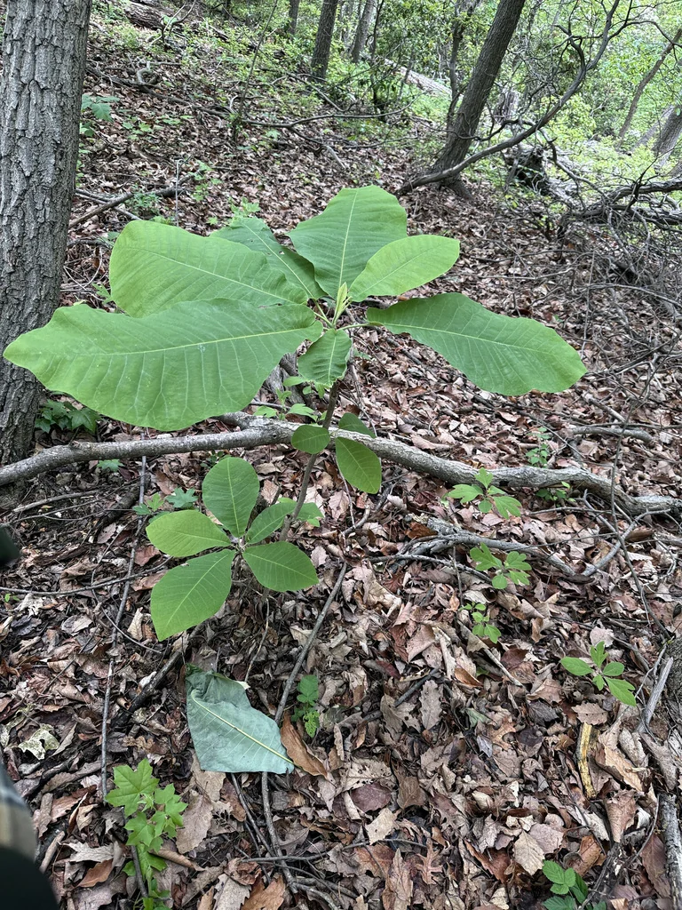 Magnolia Macrophylla