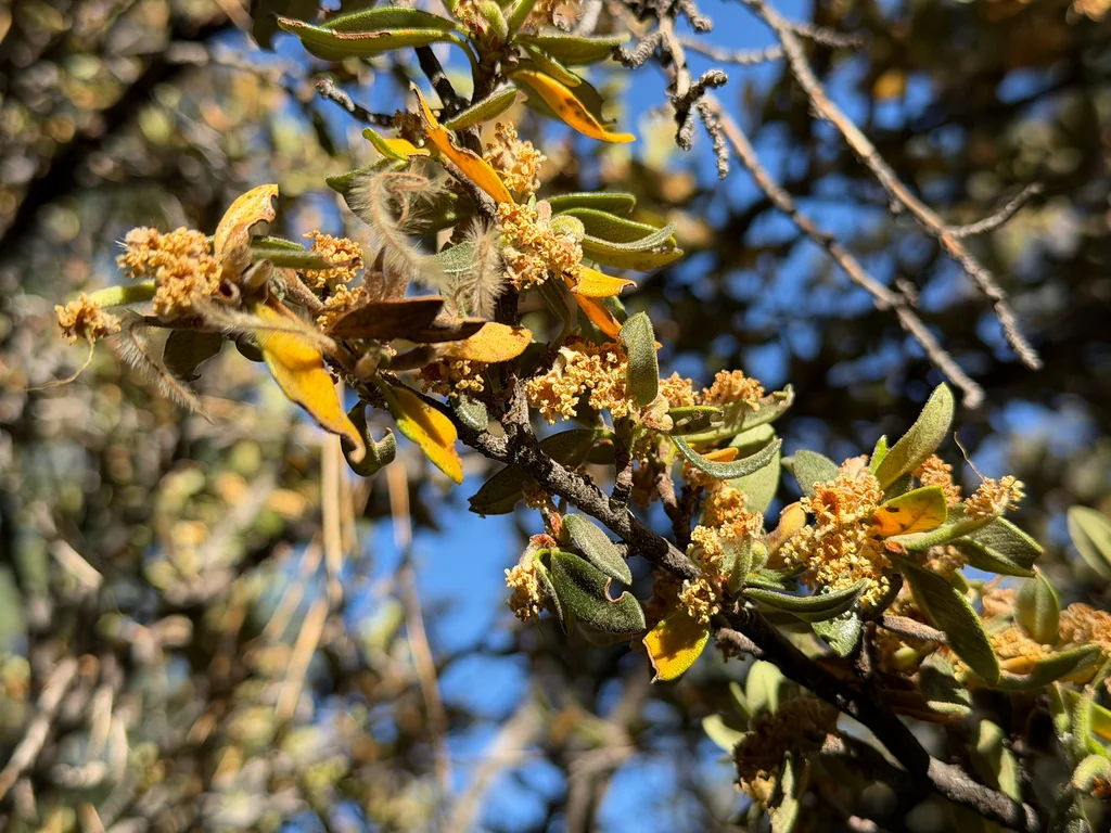 Cercocarpus Ledifolius